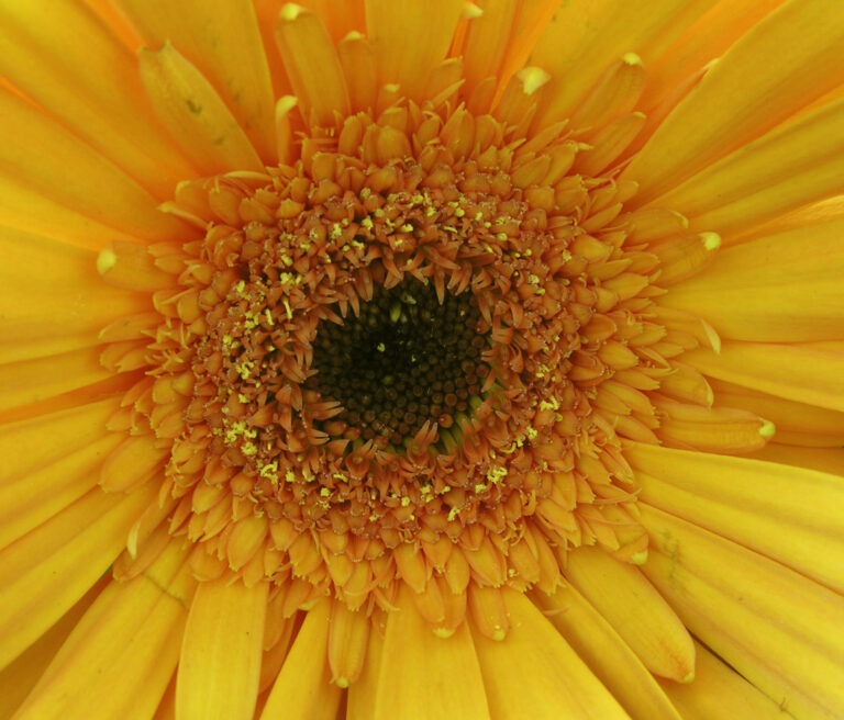 Monthly Wild Abundance Brunch & Worldwide Womb Blessing:   Aug 29th,