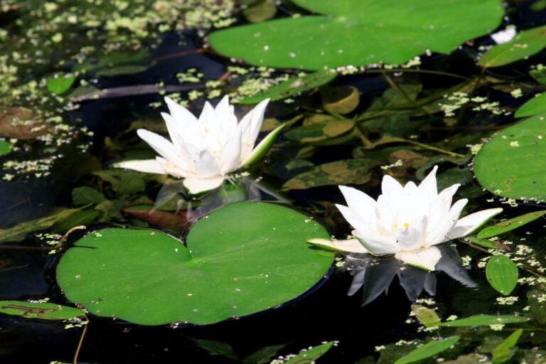 From Trauma to Peace: Group Healing Session & Circle [Oct 17th]