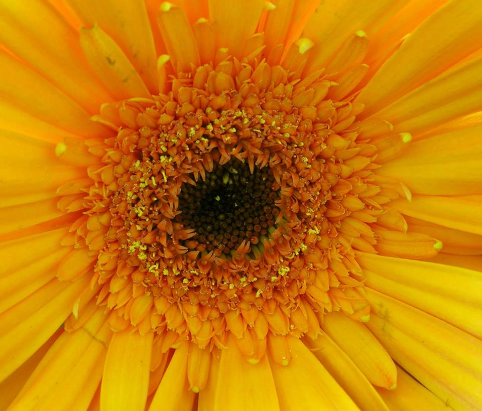 Kiana Love Be Wild Woman